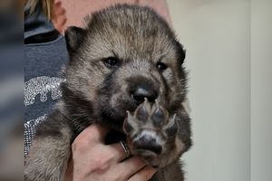 Щенок волка и маламута появился на свет в «Сибирском зоопарке» в Листвянке
