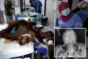 Самка орангутана с умирающим малышом, получившая 74 пули, пришла за помощью в индонезийскую деревню