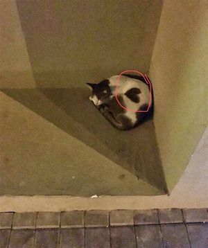 В Дубае бездомная кошка с сердечком на шерсти просила вовсе не еды. Она хотела ласки!