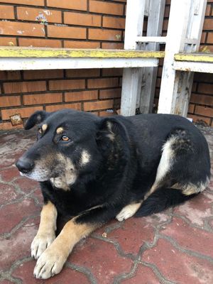 В Курске собака уже 4 месяца преданно ждёт свою умершую хозяйку на остановке