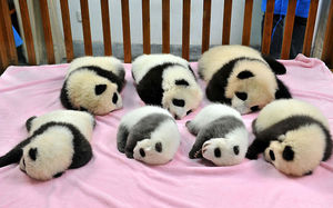 Вот почему детеныши панд - самые ценные животные на Земле