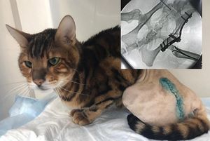 В Ростове-на-Дону ветеринары вытащили с того света кота, попавшего с хозяевами в страшную аварию