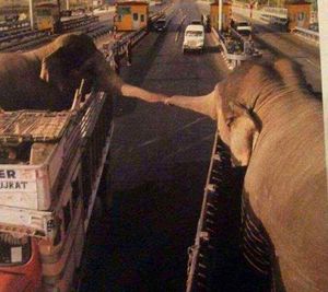 Двое слонов прощаются навсегда. Фото, которые раскрывают глаза