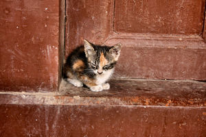 Минстрой предложил открыть подвалы для спасения бездомных кошек