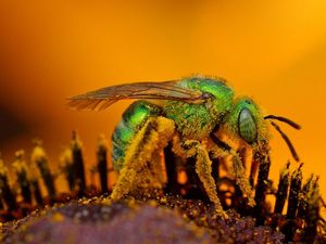 10 насекомых с самым болезненным укусом
