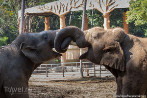 Слоновьи нежности и не только: зоопарк Майсора