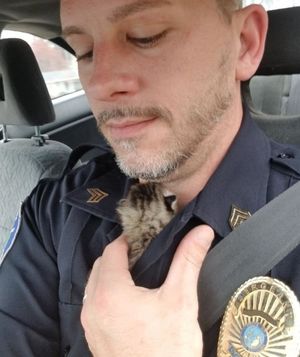 Совестливый офицер три дня искал новорожденного котенка, чтобы спасти его