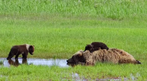 Тяжело быть мамой: неугомонные детишки мешают медведице отдыхать