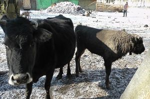 Трогательная история в Тебердинском заповеднике: корова спасла зубренка от голодной смерти