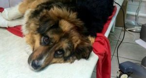 Бездомная собака спасла восемь человек при пожаре в Подмосковье