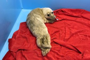 На Финском заливе спасли двух истощенных тюленят