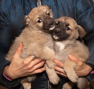 Семерых щенков закрыли в сарае без еды и воды