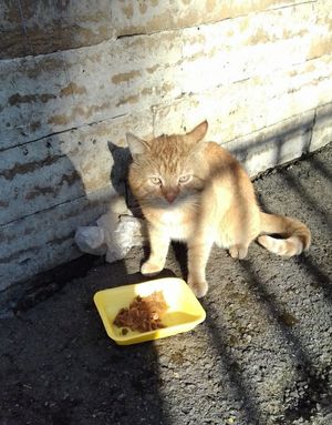 Бывшедомашний кот отчаянно нуждается в Вашей помощи!