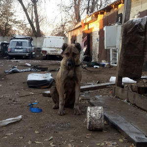 Брошенная собака несколько недель боролась за свою жизнь, сидя на короткой цепи у гаражей