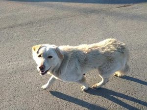 «Высадил, обнял и дал газу»: в Екатеринбурге хозяин бросил собаку на окраине города