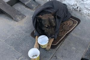 В Ростове-на-Дону зоозащитники отбили пса, просящего милостыню для цыганской семьи