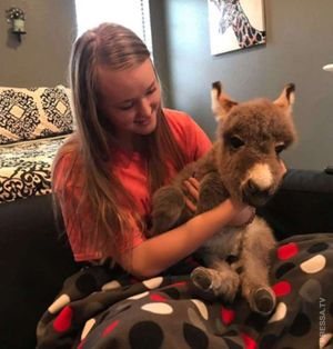17-летняя девушка ухаживает за маленьким осликом