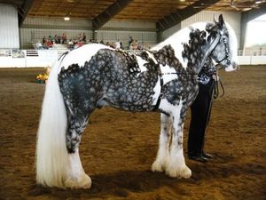 ТЕРЕМОК. 20 самых красивых и самых необычных лошадей