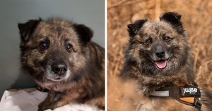 Фотограф устраивает съемки для собак из приюта, чтобы помочь им обрести хозяев
