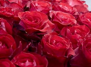 Размножение роз черенками или черенкование роз в домашних условиях