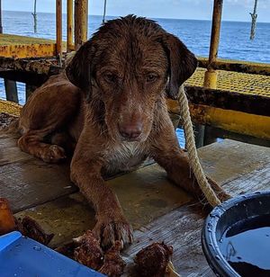 В Таиланде спасли собаку, которая была обнаружена посреди Сиамского залива в 217 километрах от берега