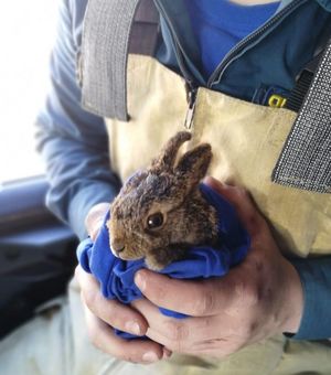 В Москве пожарные спасли обгоревшего зайчонка