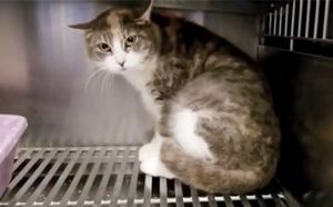 Беременная кошка дрожала от страха, прячась в углу клетки