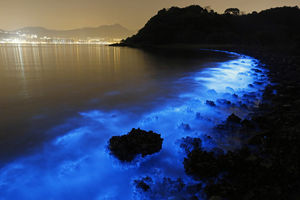 Свечение живых организмов в море Гонконга