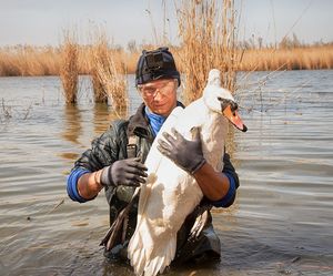 «Птица запуталась в леске и была без сил»: на Кубани рыбаки спасли лебедя от гибели