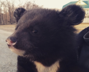 В Приморье полицейские обнаружили коробку с медвежонком прямо посреди трассы