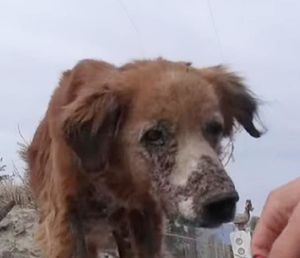 На гране между жизнью и смертью: как волонтеры спасли больного пса в песчаной пустыне