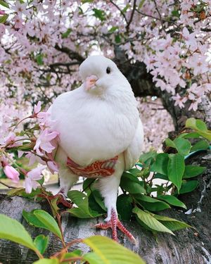 Спасенный голубь Миу носит необычные штаны
