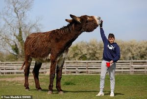 Осёл по имени Деррик собирается стать самым огромным ослом в мире