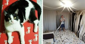 Хозяева сделали коту игровую комнату из сотни рулонов туалетной бумаги