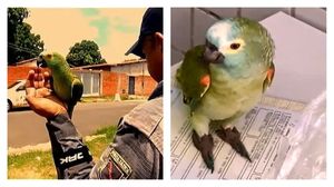 В Бразилии задержан "нарко-попугай", обученный стоять на стрёме