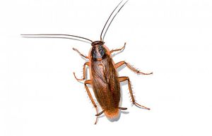 Тараканы: откуда они берутся в доме и куда уходят