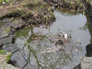 Чистая вода в садовом пруду