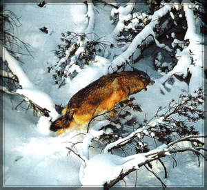 Мир природы Хабаровского края (Фауна) Волк