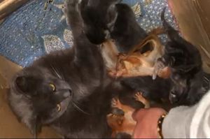 В Крыму кошка стала мамой для трех бельчат-сироток