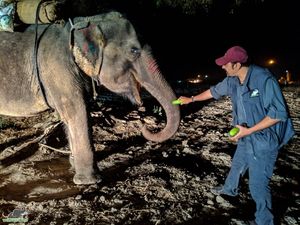 Слониха, познавшая человеческую жестокость, учится жить заново