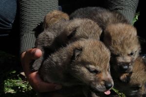 В Казахстане спасли маленьких волчат и назвали их в честь лютоволков