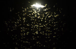 Почему ночные бабочки летят на свет?