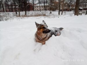 Шестимесячного щенка дважды возвращали в приют. Он все время дрожал от страха