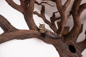 Дерево для настоящего учёного кота