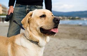 Определена порода чаще всего кусающих людей собак