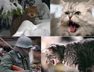 Даже кошки воевали… Злые русские кошки