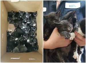 Женщина обнаружила в саду коробку с 39 больными котятами