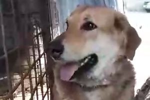 «Ты же у нас была уже, Муха»: в Красноярске бездомные собаки сами прыгают в машины для отлова