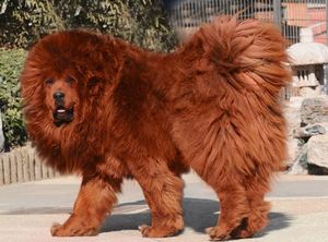 Вот как выглядит самая дорогая собака в мире. $1,5 млн за одного щенка!