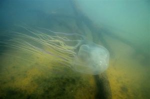 Одна медуза может убить 60 человек
